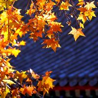 带有秋天气息的温柔网名(精选49个)