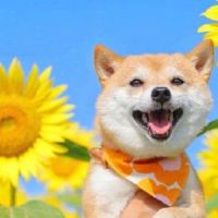 最新有意思搞笑的网名合集(精选121个)