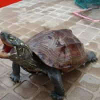 关于乌龟的网名大全(精选98个)