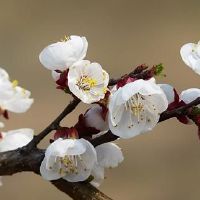 好听有意境关于杏花的网名大全(精选157个)