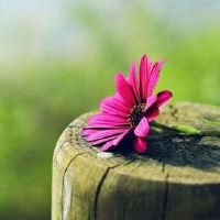 淡淡伤感的女生网名唯美