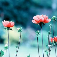 40岁女人高贵典雅网名大全(精选89个)