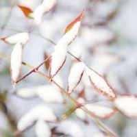 下雪的文案发朋友圈 2022下雪了如何发朋友圈
