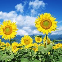 关于向日葵的文案短句值得收藏