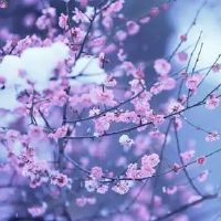 有诗意的网名和出处(精选101个)