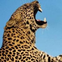 关于豹子的网名大全(精选82个)