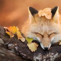 关于狐狸的网名大全(精选153个)