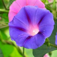 关于喇叭花牵牛花的网名大全(精选70个)