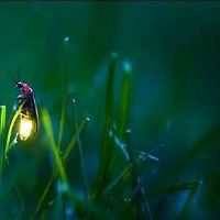 关于萤火虫的网名大全(精选50个)
