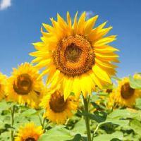 带有开心两个字的网名大全(带开心的网名)