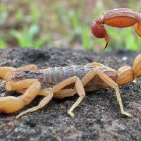 关于蝎子的网名大全(蝎子的名字大全)