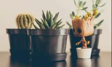 劫后重生的优美句子