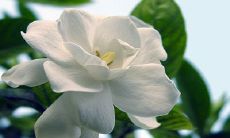 关于栀子花的优美句子