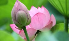 关于莲花的优美句子