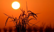 描写失恋了心烦的句子