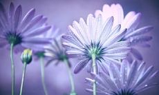 亲情唯美简短句子大全