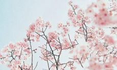 愿你活得开心的句子