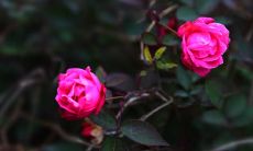 描写亲情的诗经句子