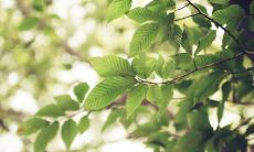 童心未泯的优美句子