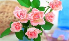 感恩学校的句子150字左右