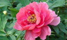 关于牡丹花的优美句子