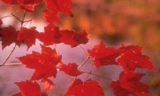 关于思念家乡的红叶的句子