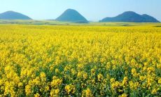 姐妹开心春游的句子