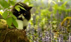 形容要有开心心态的句子 简单快乐的心态句子