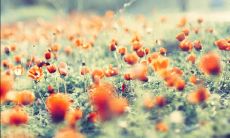 因一些不开心的句子