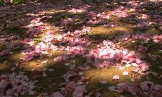 朋友圈表达伤感的句子