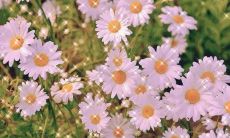 治愈系春天文案