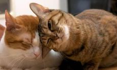 逗女生开心的情话句子