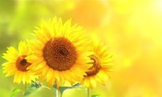 火爆全网的女生超拽签名