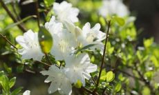 感恩领导的发现