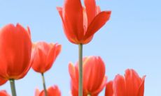 春天的气息的优美的句子