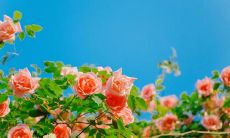 值得摘抄的神仙句子