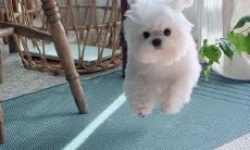 可爱又很酷的短句子 奶凶奶凶的说说短句