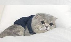 描写猫咪的唯美句子