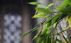 在雨季提供的温暖关怀 - 适用于下雨天的问候短信
