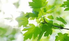 欢度盛夏：一组适合朋友圈的迎接夏日的精美语句！