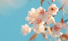 文艺少女的独特个性表达方式：个性签名的艺术性探究