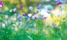 挑战自我展现浓浓亲情的深刻而感人的句子艺术