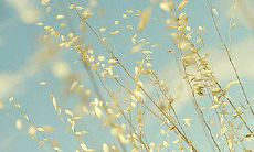 温馨祝福：新年来临，送上唯美祝福，愿你心存感恩，始终充满爱和希望，让幸福的阳光永远普照！