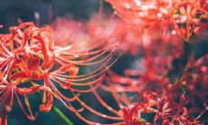 探讨爱情和异性之间存在的友情是否可能成立及其复杂的动机、情感和挑战的一句话