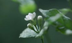 孩子们快乐笑容的描述：献上最美的童真微笑，满足你对幸福的渴望