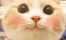 在创意与幽默相融合的文案里发现可爱与快乐