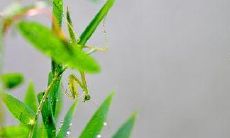 探究小暑魅力的令人陶醉的优美句子，令人沉醉在仲夏季节的独特魔力