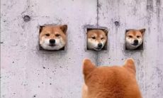 利用图像搭配的有趣沙雕句子，带来妙趣横生的笑声！