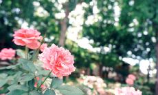 一堆让人感恩且优美的句子