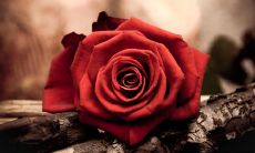 寻觅真爱的隐晦发言：流露结婚观之论述